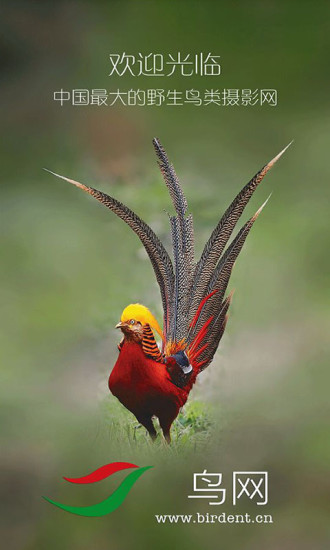 鸟网手机版