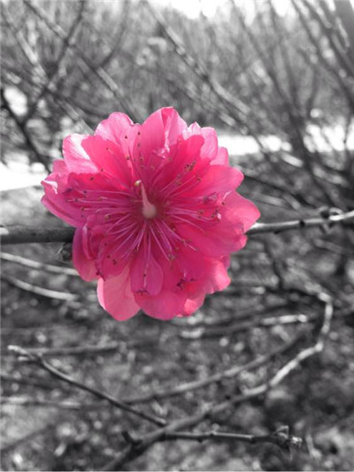 snapseed手機app安裝官方正版下載-snapseed下載安裝2024安卓最新版v2.22.0.633363