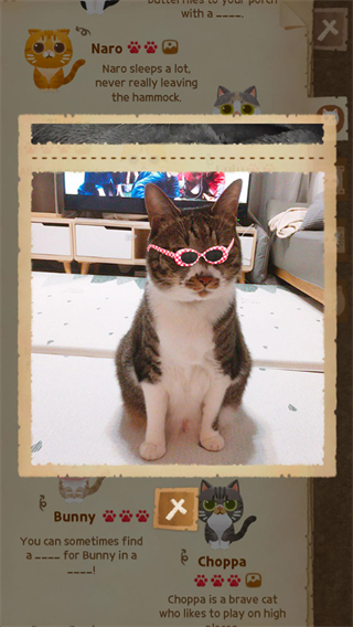 猫咪的秘密森林官方正版