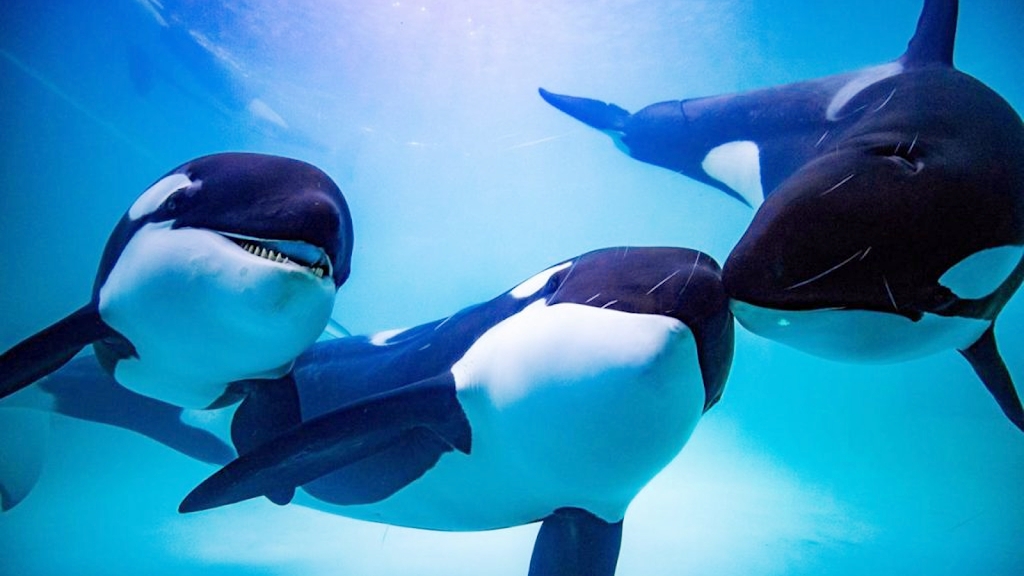 虎鲸模拟器(The Killer Whale)