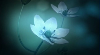 白色情人节2谎言之花中文版