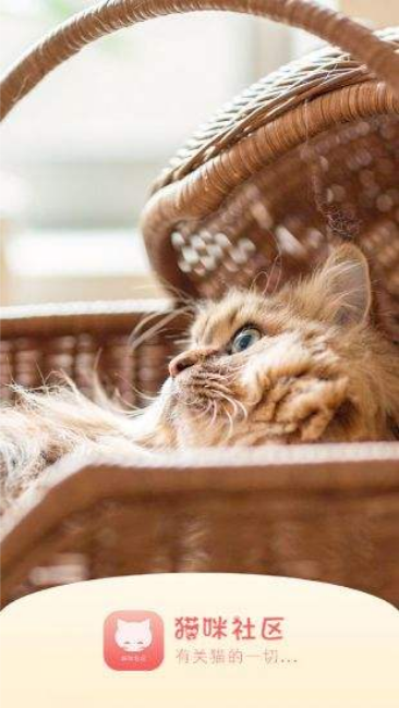 猫咪