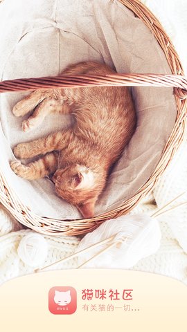 猫咪社区在线